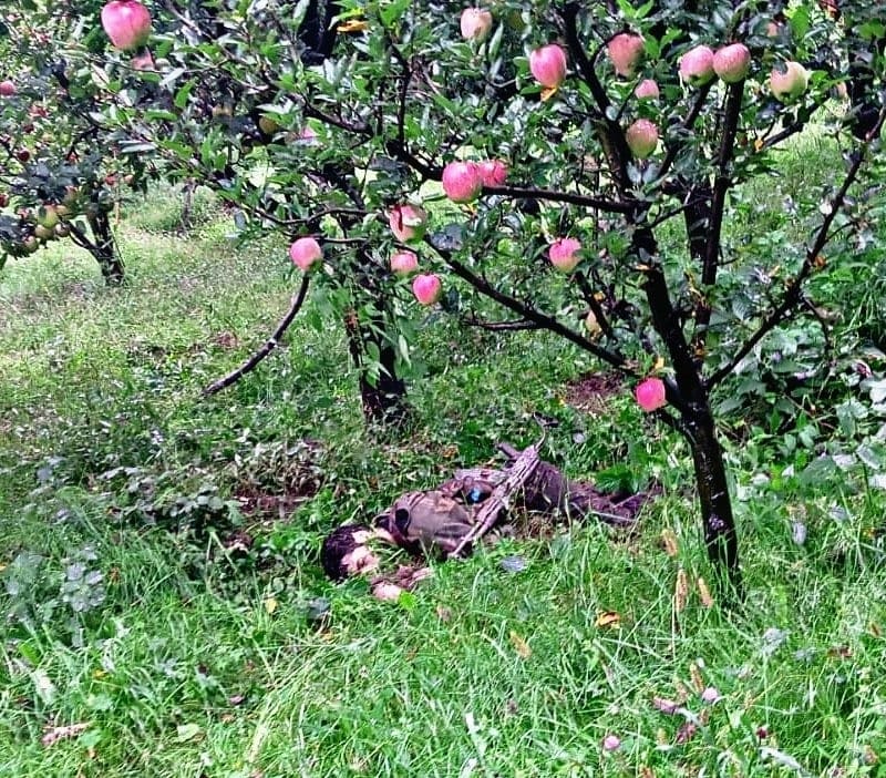 Body of the dead Kashmiri terrorist lies under an apple tree on Monday.