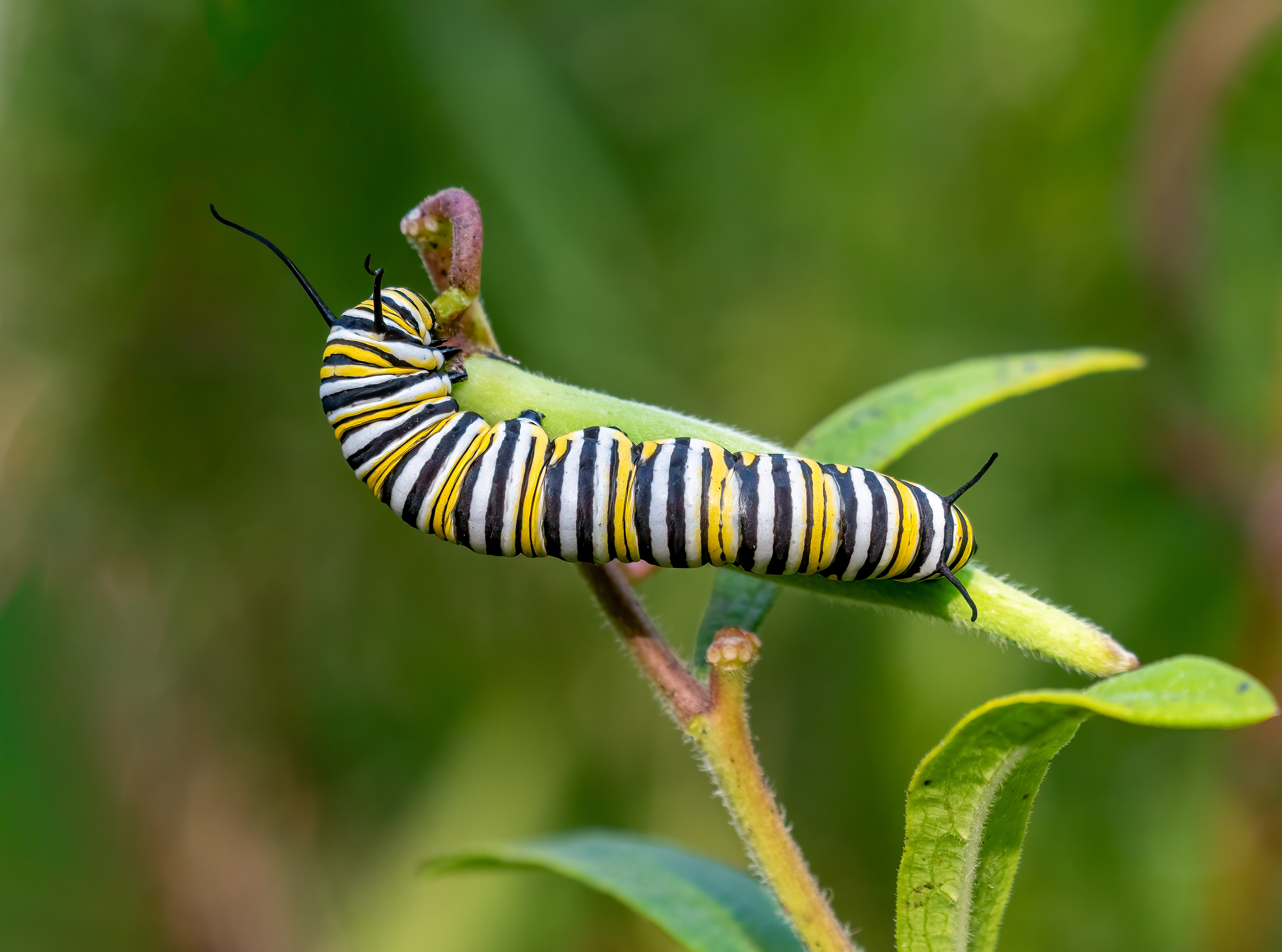 There was a time when the monarch butterfly flew from the Rocky Mountains into California in such large numbers, one could hear them congregate, with a sound like that of a rippling stream or a summer rain. They don’t make this sound any more. There simply aren’t enough of them. One key challenge they face is changing wind systems amid the climate crisis. . (Wikimedia Commons) There was a time when the monarch butterfly flew from the Rocky Mountains into California in such large numbers, one could hear them congregate, with a sound like that of a rippling stream or a summer rain. They don’t make this sound any more. There simply aren’t enough of them. One key challenge they face is changing wind systems amid the climate crisis. . (Wikimedia Commons)