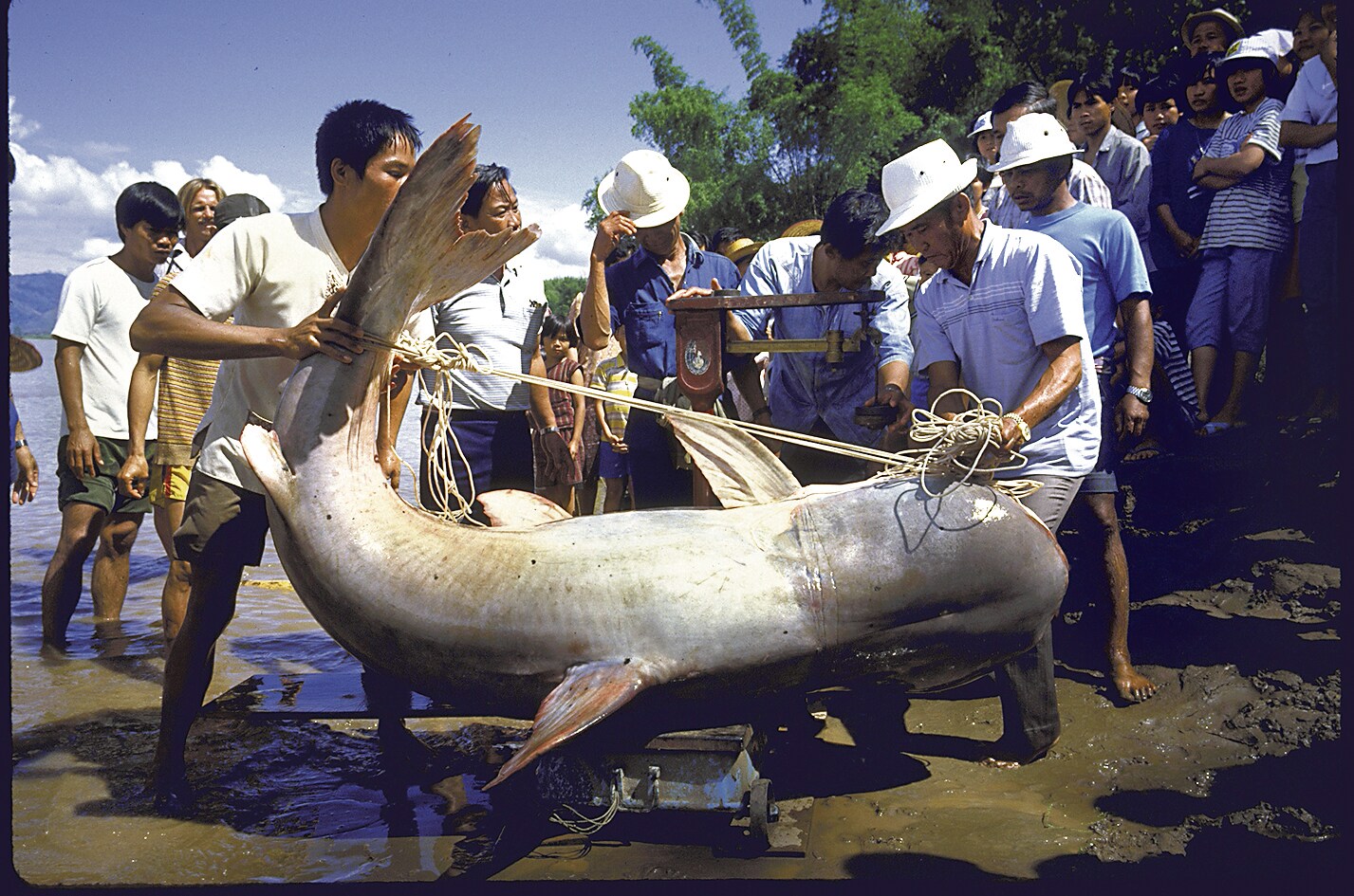 Attempts are being made to tag the elusive fish, so more data can be gathered on their habits and the challenges they face. (Getty Images) Attempts are being made to tag the elusive fish, so more data can be gathered on their habits and the challenges they face. (Getty Images)