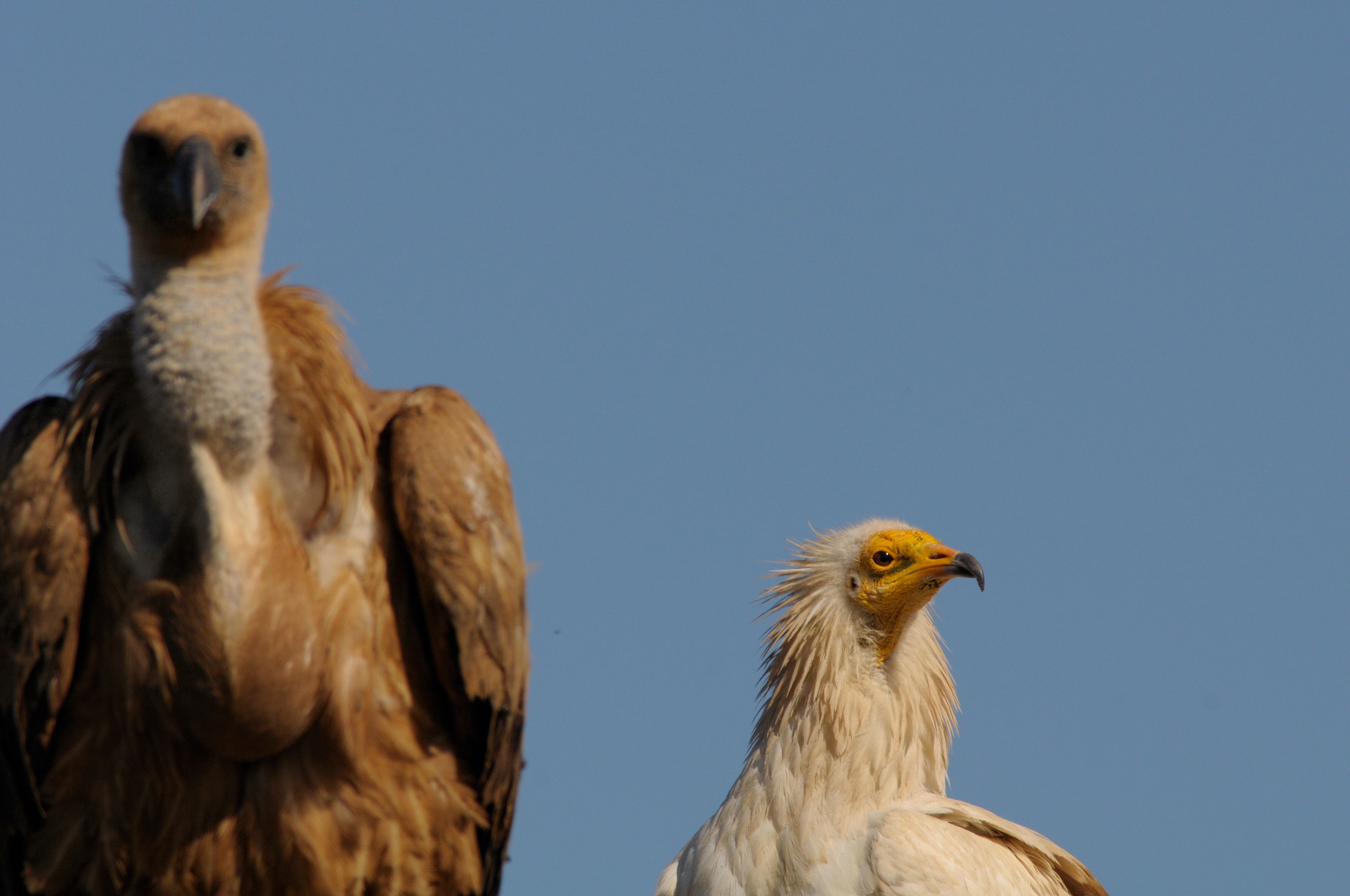 A griffon and an Egyptian vulture. The latter’s migratory route arcs across 40 countries on three continents: Europe, Africa, Asia. This arc now often ends prematurely, as the birds crash into new power lines and wind farms along its routes. . (Image: Bruno Berthemy, VCF) A griffon and an Egyptian vulture. The latter’s migratory route arcs across 40 countries on three continents: Europe, Africa, Asia. This arc now often ends prematurely, as the birds crash into new power lines and wind farms along its routes. . (Image: Bruno Berthemy, VCF)