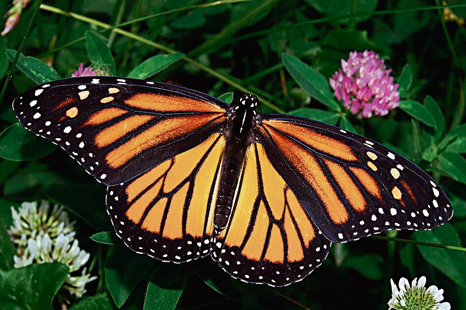 Across the US, organisations distribute monitoring kits and citizen scientists set up monarch waystations, complete with milkweed plants. These may help, but they cannot, of course, replace the forest networks that supported this species over tens of thousands of years. (Wikimedia Commons) Across the US, organisations distribute monitoring kits and citizen scientists set up monarch waystations, complete with milkweed plants. These may help, but they cannot, of course, replace the forest networks that supported this species over tens of thousands of years. (Wikimedia Commons)
