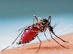 The district has registered 45 dengue cases, a notable decline from the 54 cases reported last year. (Getty Images/iStockphoto) The district has registered 45 dengue cases, a notable decline from the 54 cases reported last year. (Getty Images/iStockphoto)