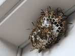 Two young Chinese siblings died after being stung hundreds of times by wasps. Two young Chinese siblings died after being stung hundreds of times by wasps.