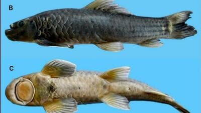 Garra nambashiensis, which falls within the 9–14 cm size range and is locally known as Nutungnu (Anal tribe dialect), belongs to the ‘proboscis species group.’ Garra nambashiensis, which falls within the 9–14 cm size range and is locally known as Nutungnu (Anal tribe dialect), belongs to the ‘proboscis species group.’