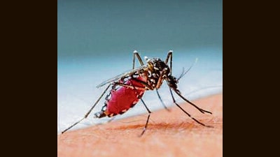 The district has registered 45 dengue cases, a notable decline from the 54 cases reported last year. (Getty Images/iStockphoto)
