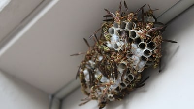 Two young Chinese siblings died after being stung hundreds of times by wasps. (Representational image/Unsplash) Two young Chinese siblings died after being stung hundreds of times by wasps. (Representational image/Unsplash)