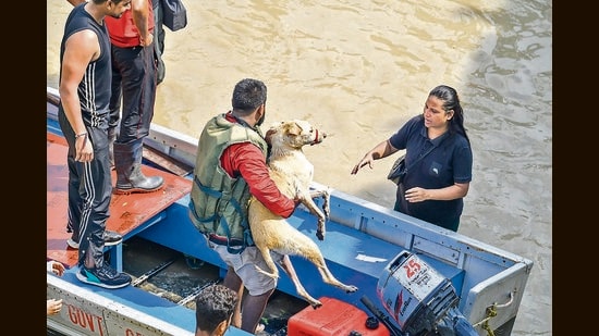 Upon arriving at the showroom, Markar found local animal lover Jyoti Ponnampalath already at the scene. (REPRESENTATIVE PIC)