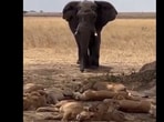 A viral clip showed a pride of lions scattering when an elephant moved closer. A viral clip showed a pride of lions scattering when an elephant moved closer.