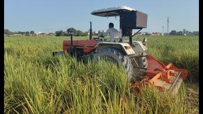Reportedly, many farmers in the state have destroyed their paddy due to heavy losses from rain, waterlogging, and suspected viral damage. (HT)