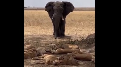 A viral clip showed a pride of lions scattering when an elephant moved closer. (X/@AMAZlNGNATURE) A viral clip showed a pride of lions scattering when an elephant moved closer. (X/@AMAZlNGNATURE)