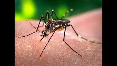 This year, PMC has reported 1,699 suspected dengue cases, 83 confirmed dengue cases, and 20 confirmed Chikungunya cases. (REPRESENTATIVE PHOTO) This year, PMC has reported 1,699 suspected dengue cases, 83 confirmed dengue cases, and 20 confirmed Chikungunya cases. (REPRESENTATIVE PHOTO)