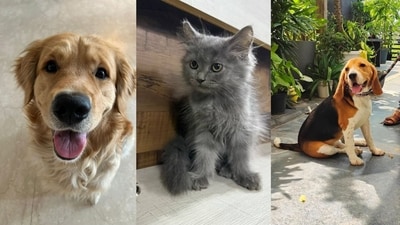 Meet these furry buddies who are looking for forever homes.