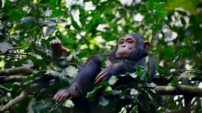 In China, a zoo stopped visitors from playing short clips to a young chimp. (Representational image/Unsplash) In China, a zoo stopped visitors from playing short clips to a young chimp. (Representational image/Unsplash)