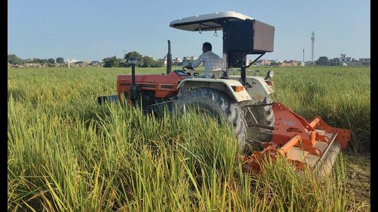 Reportedly, many farmers in the state have destroyed their paddy due to heavy losses from rain, waterlogging, and suspected viral damage. (HT)