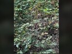 Optical illusion: Only sharp-minded individuals are able to locate the bird in this viral challenge.