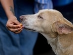 A compassionate act turned into a nightmare for a Bengaluru woman who faced sexual harassment while trying to help an injured stray dog.