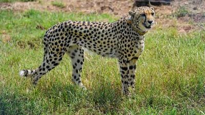 A cheetah after being released inside a special enclosure of the Kuno National Park in Madhya Pradesh. (PTI File Photo) A cheetah after being released inside a special enclosure of the Kuno National Park in Madhya Pradesh. (PTI File Photo)