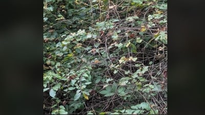 Optical illusion: Only sharp-minded individuals are able to locate the bird in this viral challenge. (Reddit)
