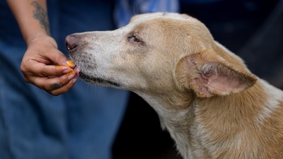 A compassionate act turned into a nightmare for a Bengaluru woman who faced sexual harassment while trying to help an injured stray dog. (PTI) A compassionate act turned into a nightmare for a Bengaluru woman who faced sexual harassment while trying to help an injured stray dog. (PTI)