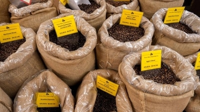 Coffee beans, including those from Brazil, are displayed for sale in New York City in July. (Agency) Coffee beans, including those from Brazil, are displayed for sale in New York City in July. (Agency)