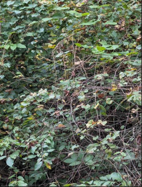 Spot the little bird in this viral optical illusion challenge. (Reddit)