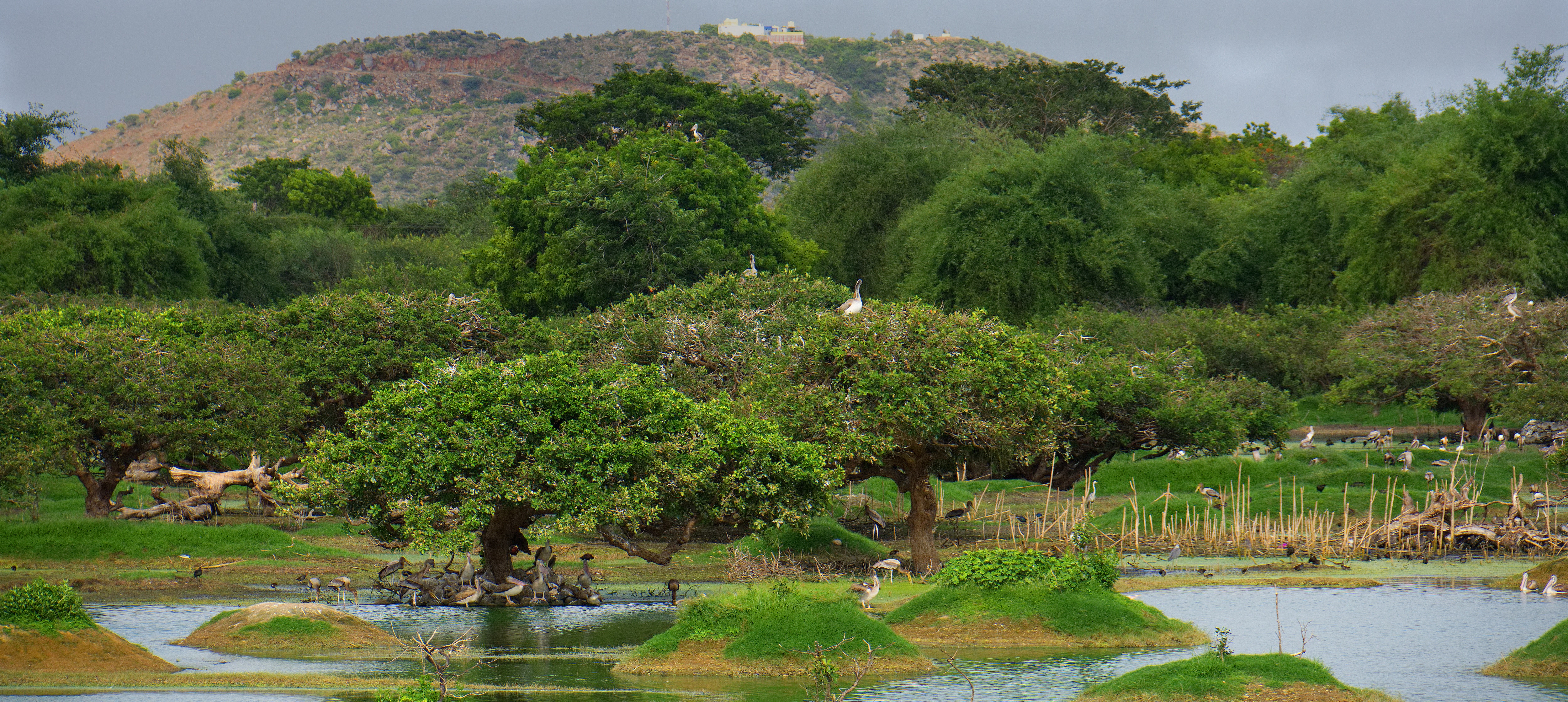 Vedanthangal sanctuary, “an avian Venice”. (Shutterstock) Vedanthangal sanctuary, “an avian Venice”. (Shutterstock)