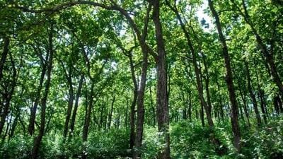 The IIT Kharagpur scientists have said that India’s forest health is steadily declining due to reduced photosynthetic efficiency. (Representational image) The IIT Kharagpur scientists have said that India’s forest health is steadily declining due to reduced photosynthetic efficiency. (Representational image)