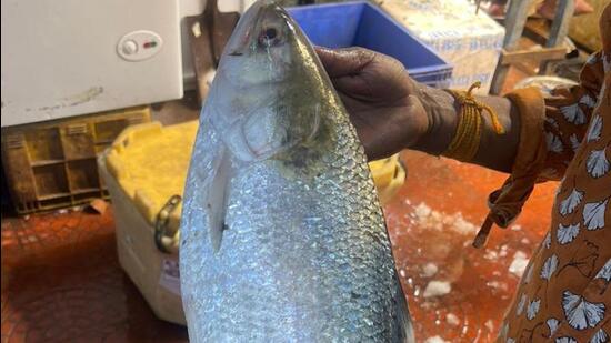 Hilsa is often tagged as the “Queen of Fish” for its taste and the Bangladeshi-hilsa found in the Padma River. (HT sourced photo)