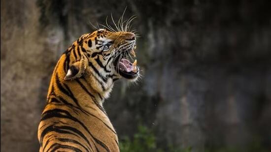 The SIT report even found the involvement of local tribal communities in the illegal trafficking of tiger skin, bones and trophies to Myanmar. (Representational image)
