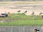 To ensure rapid afforestation and ecological balance, the park will be developed using the Miyawaki method, with about 1.31 lakh saplings planted. (Pic for representation) To ensure rapid afforestation and ecological balance, the park will be developed using the Miyawaki method, with about 1.31 lakh saplings planted. (Pic for representation)