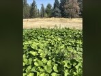 Can you spot the frog in this viral optical illusion challenge in 10 seconds?