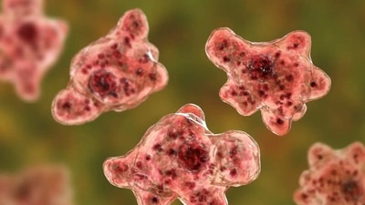 Primary amoebic meningoencephalitis (PAM) is a disease caused usually by infection with Naegleria fowleri, a microscopic amoeba commonly called a "brain-eating amoeba." (Representational Photo) Primary amoebic meningoencephalitis (PAM) is a disease caused usually by infection with Naegleria fowleri, a microscopic amoeba commonly called a "brain-eating amoeba." (Representational Photo)