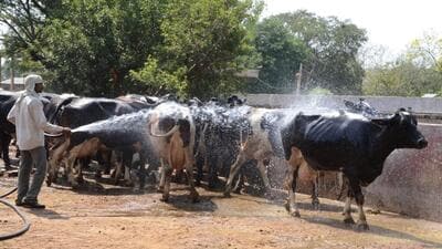 Centre has sought information from Maharashtra government on its decision to grant ‘agriculture status’ to poultry, dairy and animal husbandry, and fishery sectors. ((PIC FOR REPRESENTATION))