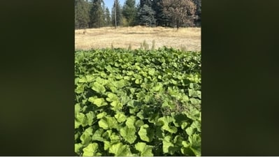 Can you spot the frog in this viral optical illusion challenge in 10 seconds? (Reddit)