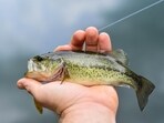 A fisherman discovered largemouth bass in Maine's Musquash Lake, leading to a warning from officials. Here's what we know.