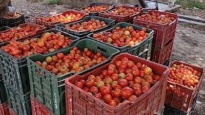 Bacterial wilt is a serious constraint to tomato cultivation in Himachal, particularly in the lower and mid-mountainous regions. (File)