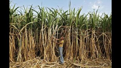 From the progress of the company so far, it looks like sugarcane farmers will see a huge change in the way they harvest their crop. (REPRESENTATIVE PHOTO) From the progress of the company so far, it looks like sugarcane farmers will see a huge change in the way they harvest their crop. (REPRESENTATIVE PHOTO)