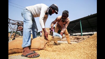 Labourers collect freshly harvested paddy crop at the grain market in Amritsar on Thursday. (ANI)