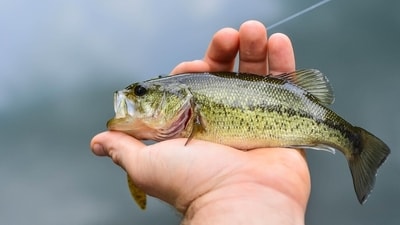 A fisherman discovered largemouth bass in Maine's Musquash Lake, leading to a warning from officials. Here's what we know. (Representative image/Pixaxbay) A fisherman discovered largemouth bass in Maine's Musquash Lake, leading to a warning from officials. Here's what we know. (Representative image/Pixaxbay)