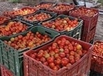 Bacterial wilt is a serious constraint to tomato cultivation in Himachal, particularly in the lower and mid-mountainous regions. (File) Bacterial wilt is a serious constraint to tomato cultivation in Himachal, particularly in the lower and mid-mountainous regions. (File)