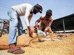 Labourers collect freshly harvested paddy crop at the grain market in Amritsar on Thursday. (ANI)
