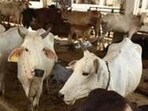 The Pashu Mitra once engaged in a veterinary Institution would remain only at their place of engagement and will be non transferable. (HT representational) The Pashu Mitra once engaged in a veterinary Institution would remain only at their place of engagement and will be non transferable. (HT representational)