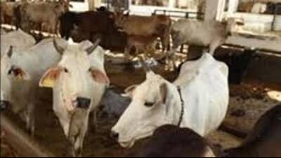 The Pashu Mitra once engaged in a veterinary Institution would remain only at their place of engagement and will be non transferable. (HT representational) The Pashu Mitra once engaged in a veterinary Institution would remain only at their place of engagement and will be non transferable. (HT representational)