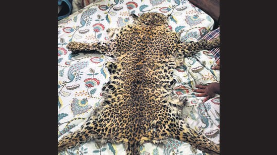 Leopard skin seized, two wildlife traffickers arrested in inter-state joint operation