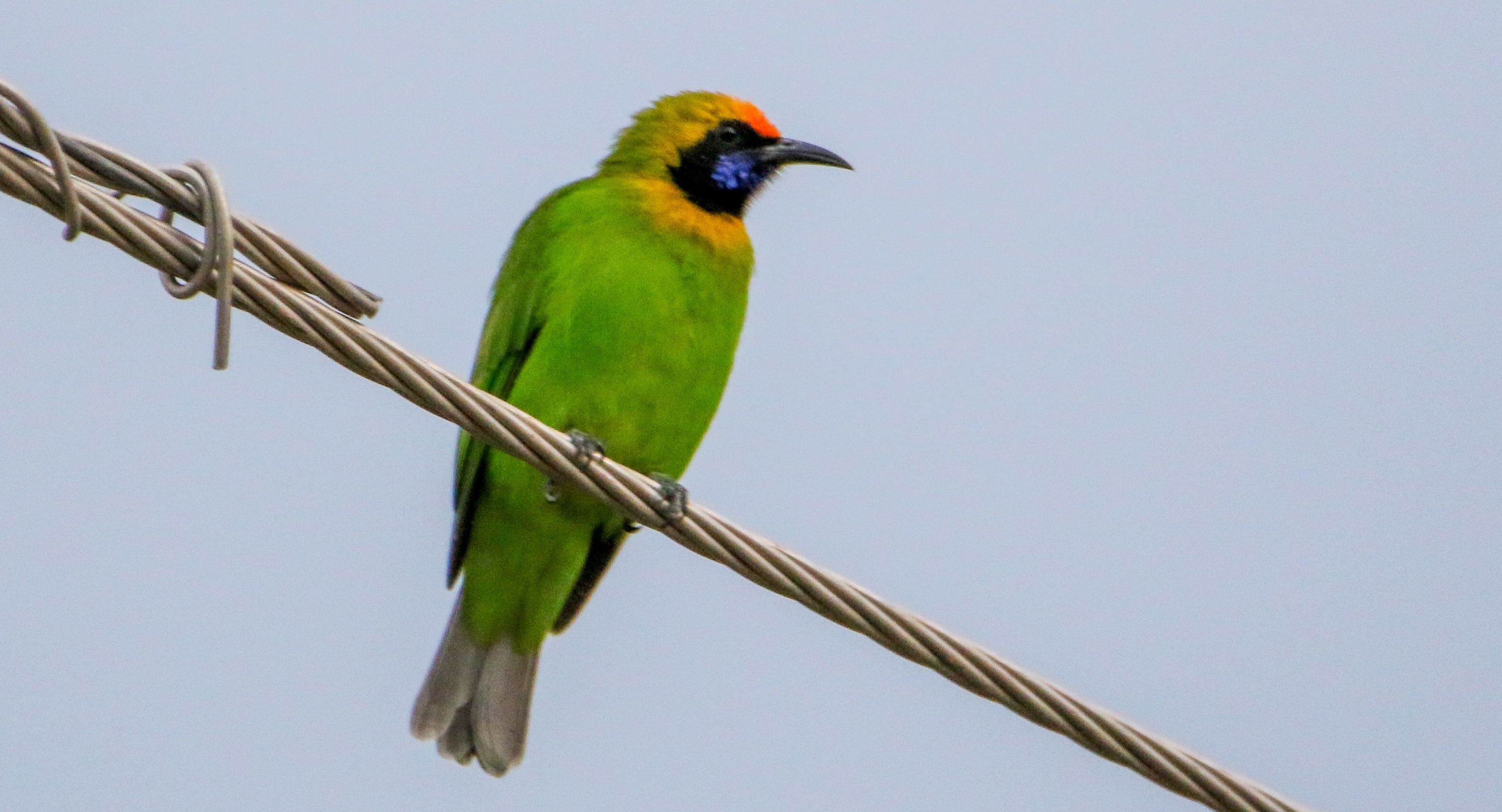 Golden-fronted leafbird near Sukhna. (Lalit Mohan Bansal) Golden-fronted leafbird near Sukhna. (Lalit Mohan Bansal)