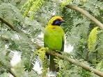 Golden-fronted leafbird near Sukhna. (Dr Suman Singh) Golden-fronted leafbird near Sukhna. (Dr Suman Singh)