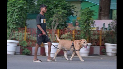 A resident takes his pet for a walk in Sangam city on Sunday evening. (Anil Kumar Maurya/HT) A resident takes his pet for a walk in Sangam city on Sunday evening. (Anil Kumar Maurya/HT)