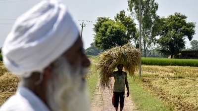 A farm worker carries the stubble after harvest of paddy crops at an agricultural field, on the outskirts of Amritsar. (PTI) A farm worker carries the stubble after harvest of paddy crops at an agricultural field, on the outskirts of Amritsar. (PTI)