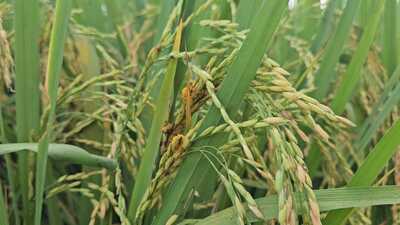 Paddy crop infested by false smut disease in Sangrur. (HT photo) Paddy crop infested by false smut disease in Sangrur. (HT photo)