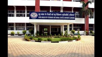 The university has instituted Chief Minister’s Awards in various categories of livestock farming. (HT Photo) The university has instituted Chief Minister’s Awards in various categories of livestock farming. (HT Photo)